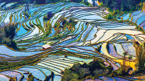 rice terraces